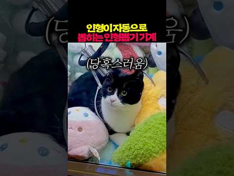 인형이 자동으로 뽑히는 인형뽑기 기계